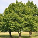 Corylus colurna
